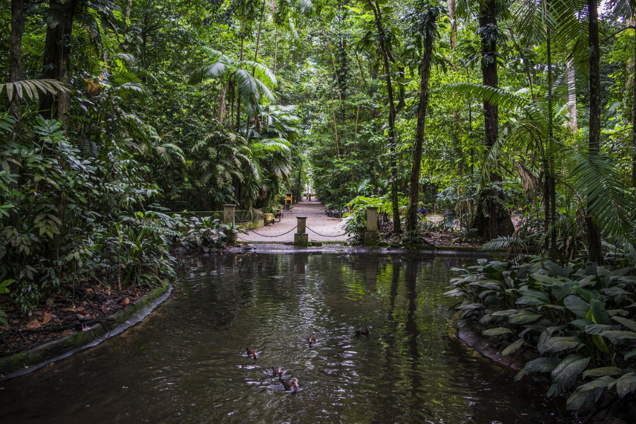Ekosistem amazon-lake brasil